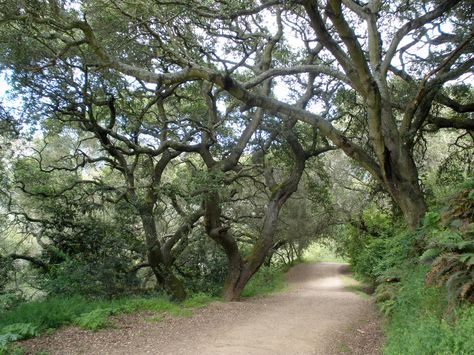 coast live oak trees - Google Search Coast Live Oak, Berkeley Campus, Wallpaper Sky, Live Oak Trees, Iphone Wallpaper Sky, Oak Trees, Thousand Oaks, Live Oak, Simple Background Images