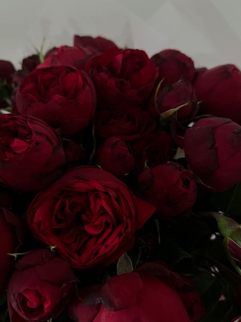 Red Camellia Bouquet, Dark Red Peonies, Red Peonies Aesthetic, Rubies Aesthetic, Red Peony Flower, Flower Seller, Red Dahlia, Red Peony, Dark Feminine Energy