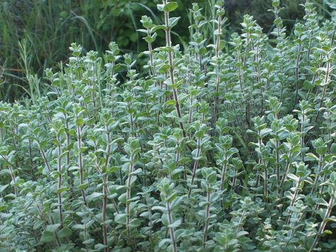 Evergreen Herbs, Beans Image, Oregano Plant, Origanum Vulgare, Thymus Vulgaris, Seed Storage, Za Atar, Rare Seeds, Perennial Herbs