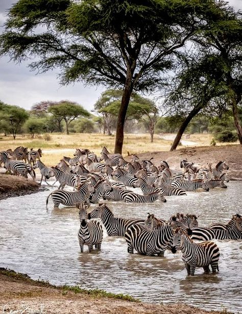 ♔ L'Afrique ♔ Africa Serengeti National Park Tanzania, Serengeti Aesthetic, Serengeti Photography, Tanzania Serengeti, Tanzania National Parks, African Wildlife Photography, Serengeti Tanzania, African Skies, Africa Tour