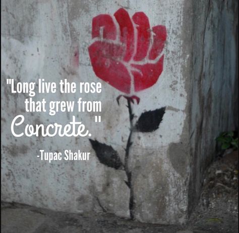 “Did you hear about the rose that grew from a crack in the concrete? Proving nature's laws wrong, it learned to walk without having feet.” This quote reminds me of my #littlefighter #fightlikeagirl #shegotguts #Tupac #poetry #quote #mommyblogger Concrete Rose Quotes, Rose Growing From Concrete, Rap Poetry, Sacred Quotes, Tupac Shakur Quotes, Rose Growing, Concrete Rose, My Miracle, Tupac Art