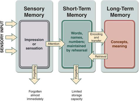 Illustration showing the steps associated with the stage model of memory. Three vertical rectangles are arranged horizontally and labeled as follows from left to right: sensory memory (impression or sensation), short-term memory (words, names, numbers; maintained by rehearsal), and long-term memory (concepts, meaning). Three arrows on the left of the figure point toward the first box (sensory memory) and are labeled "sensory input." An arrow labeled "forgetting" points downward from this box ... Memory Psychology, Repressed Memories, Memorization Techniques, Letter A Coloring Pages, Block Notes, Memory Words, Sensory Input, Human Memory, Short Term Memory