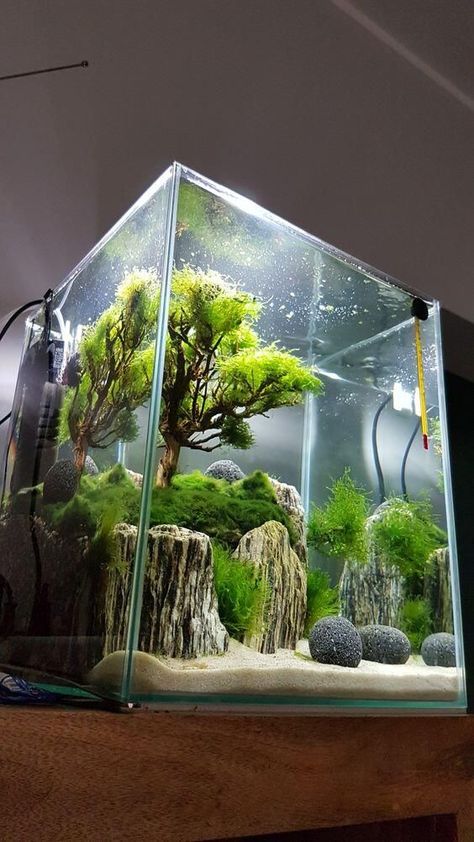 From Konrad Szajner Aquarium Organization Ideas, Cool Aquarium Ideas Fish Tanks, Pea Puffer Aquascape, Fresh Water Aquarium Design Fish Tanks, Planted Fish Tank Aquascaping, Idee Deco Aquarium, Aquascape Aquarium Ideas, Fish Tank Ideas Decorations, Natural Aquarium Ideas