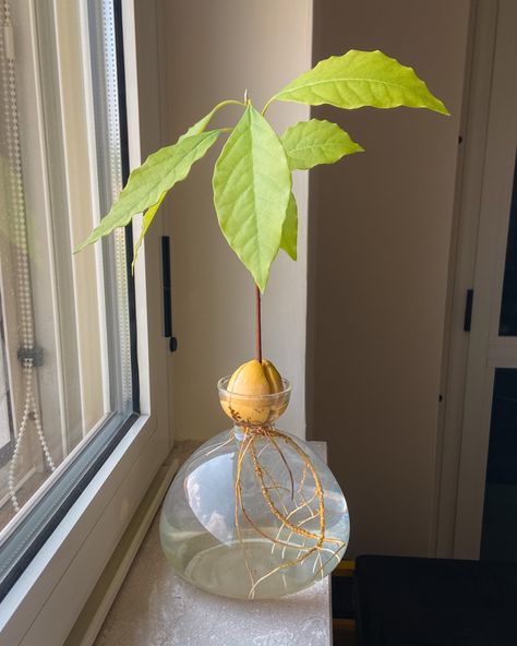 I am obsessed with this avocado vase! I am definitely not one to have a green thumb, but this vase made it so easy to propagate an avocado pit! Amazon.com: Avocado Seed Starter Planter Vase Pot Avocado Tree Growing Kit Glass Vases Grow Avocado Trees at Home Avocado Tree Growing Kit Unusual Gardening Gifts : Patio, Lawn & Garden #amazon #avocado #growanacocado #plants Sprouting Avocado Pit, Avocado Vase, Avocado Growing, Growing Avocado, Avocado Seed Growing, Avocado Trees, Avocado Pit, Aesthetic Plants, Avocado Plant