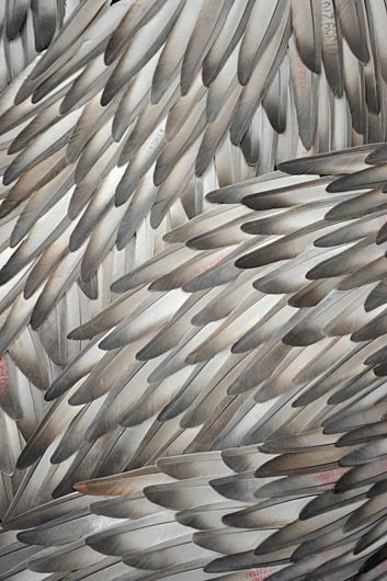 Dead Or Alive, Feather Wings, Pattern Texture, Feather Pattern, The Exhibition, Patterns In Nature, Color Textures, Texture Design, Textile Patterns