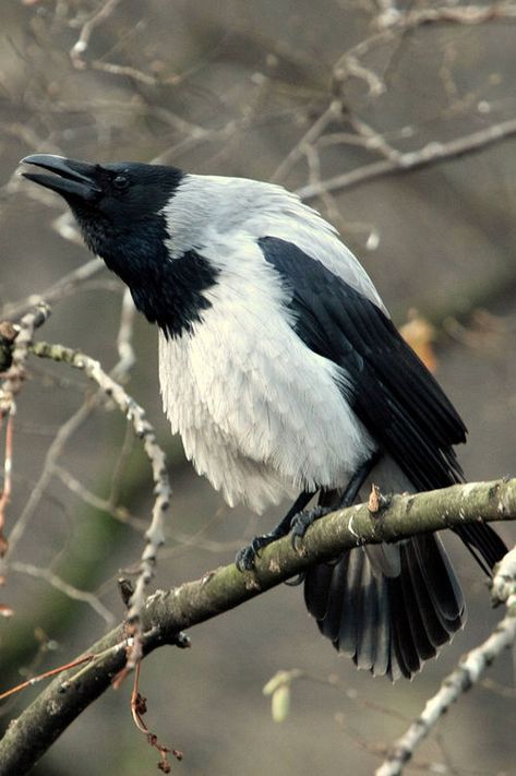 Hooded Crow, Black Birds, Jackdaw, Raven Art, Crows Ravens, Big Bird, Stay Inspired, Pretty Birds, Kraken