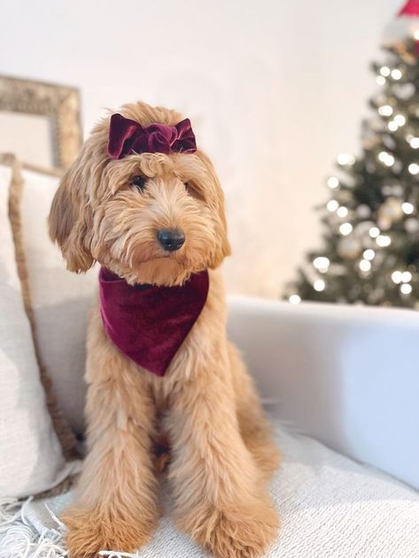 Golden Doodle Outfits, Goldendoodle With Bow, Golden Doodle Christmas Pictures, Goldendoodle Pictures, Goldendoodle Christmas, Goldendoodle Black, Dog Christmas Photos, Dog Accesories, Dog Mommy