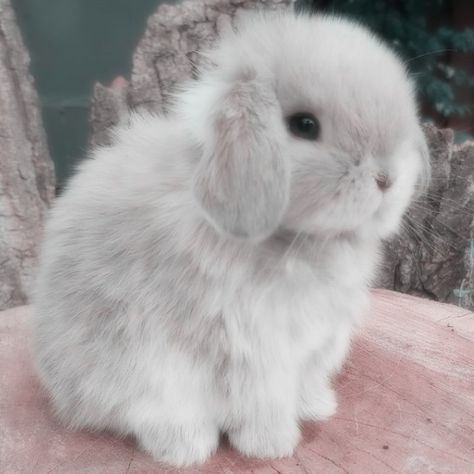 Lop Bunnies, Holland Lop Bunnies, Cutest Bunny Ever, Cutee Animals, Cute Bunny Pictures, Image Chat, Bunny Pictures, Pet Bunny