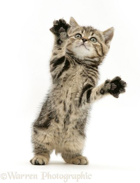 Cute Cat White Background, Kitten Reaching Up, Silly Cat White Background, Animals With White Background, Cat Reaching Up, Cat Standing Up, Kitty White Background, Cute Cat Standing, Cats White Background