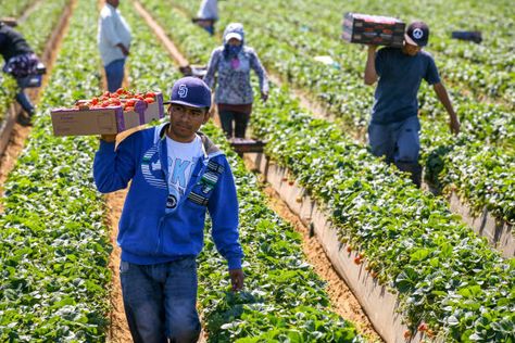 1,451 Migrant Farm Workers Strawberry Photos and Premium High Res Pictures - Getty Images Farm Workers, English Project, English Projects, Strawberry Farm, Fruit Picking, Migrant Worker, Stock Pictures, Bad Guy, Long Island