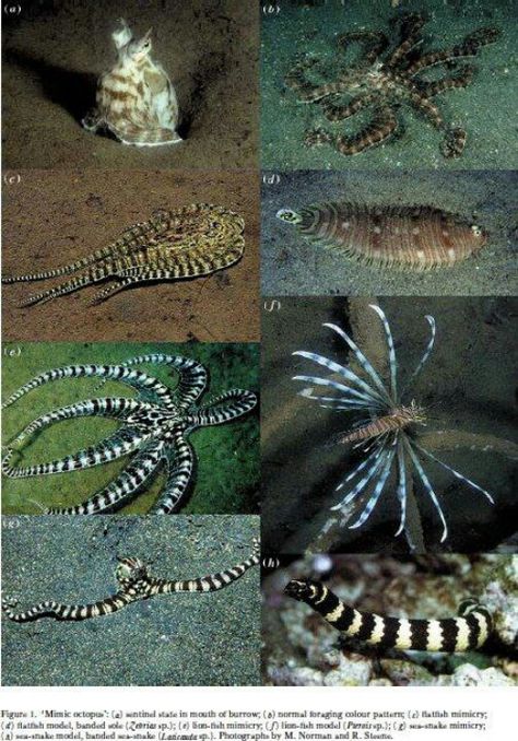 Mimic octopus mimicking a sea krate, a lionfish, and flounder Mimic Octopus, Brittle Star, Mantis Shrimp, Sea Snake, Octopus Squid, The Mimic, Sea Anemone, Lion Fish, Underwater Life