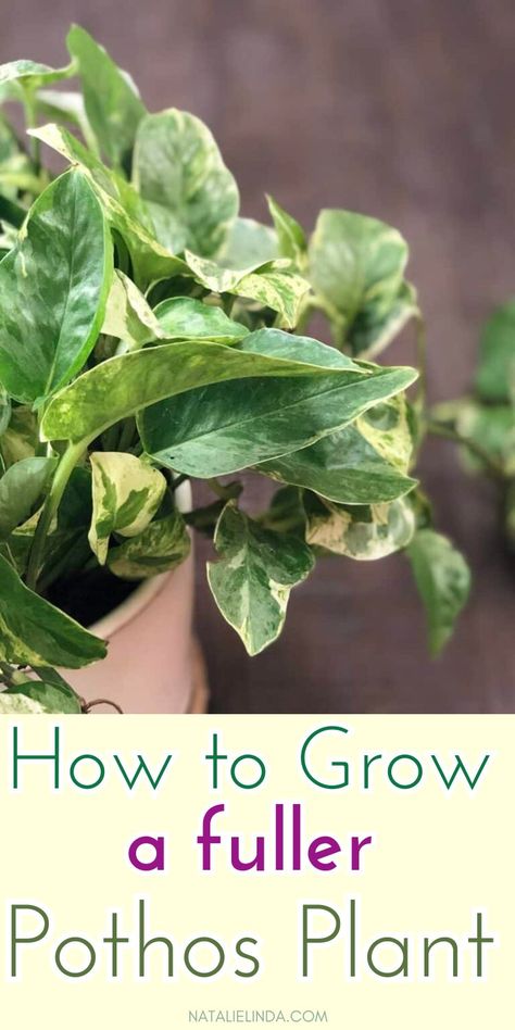 Achieving a big, fuller pothos plant can be challenging for beginners. This post shares easy tips on how to grow a lush, big pothos plant that looks full and healthy. These post includes simple pothos plant care tips plus methods of pothos propagation to help your plant thrive! Save this pin for later to ensure your pothos grows lush and full! Snow Queen Pothos, Horticultural Therapy, Pothos Plant Care, Pothos Vine, Pothos Plants, Marble Queen, Marble Queen Pothos, Indoor Plants Low Light, Devils Ivy