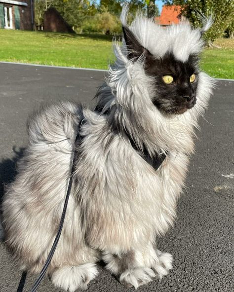 Meet Richie The Maine Coon: A Cool Cat With Amazing Fur Mancoon Cats, Big House Cats, Gorgeous Cats, Kitty Kitty, Domestic Cat, Windy Day, Warrior Cats, Maine Coon, Pretty Cats