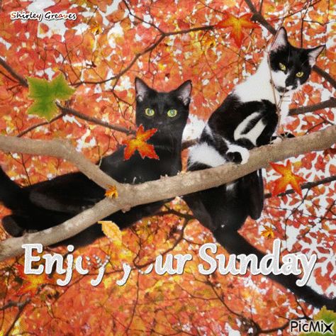 Autumn Cats, Black And White Cats, Sunday Greetings, Internet Cats, Fall Cats, Cheezburger Cat, Image Collage, Curious Creatures, Most Beautiful Animals