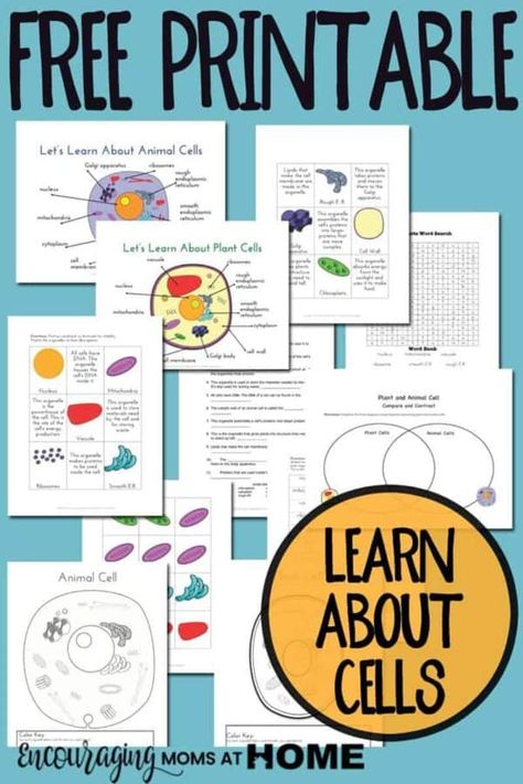 Recognizing and remembering the functions of the organelles in the cells can be a challenge. Here are FREE posters and printables to assist your kids, and you, in learning more about cells. Ideal for grades 4-6. Bullet Journal Meal Plan, Animal Cell Project, Animal Cells, Science Cells, Cells Worksheet, Plant And Animal Cells, Cells Project, 7th Grade Science, 4th Grade Science