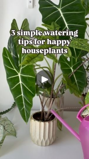 Bottom Watering, Soil Layers, Root Growth, Organic Gardening Tips, Overall Health, The Soil, Be Safe, Watering Can, A Bowl