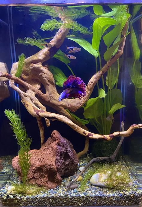 Live Fish Tank, Berta Fish Tank, 5 Gallon Betta Tank Ideas, Beta Tanks, Pretty Fish Tank, Office Fish Tank, Betta Fish Tank Ideas, Beta Tank, Betta Tanks