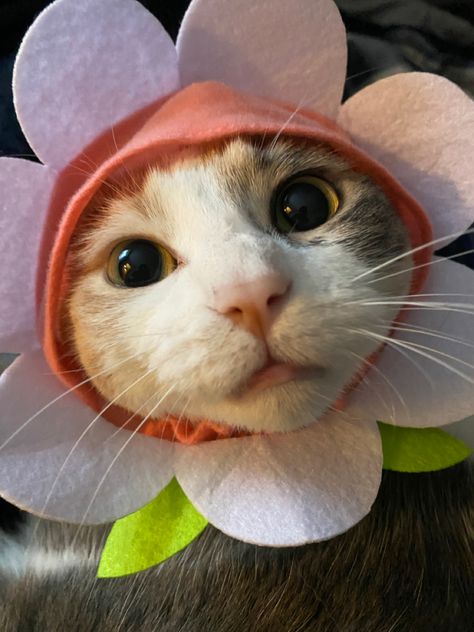 Cat Hats, Ninja Cats, Cat Selfie, Flower Hat, Cat Flowers, Cat Fashion, Pretty Animals, Red Cat, Anime Animals