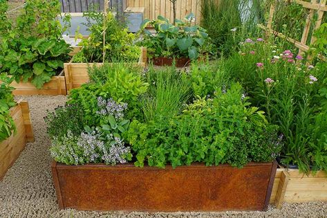 Raised Bed Herb Garden, Raised Herb Garden, Herb Garden Planter, Herb Garden Design, Vertical Herb Garden, Best Perennials, Herb Planters, Perennial Herbs, Herbs Indoors