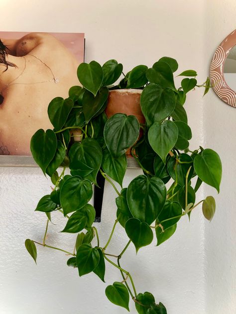 Houseplant Trellis, Decorative Trellis, Philodendron Plant, Trellis Plants, Easy Plants, Pretty Plants, Garden Trellis, Climbing Plants, Plant Mom