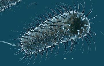 Clostridium botulinum bacteria - May as well start with the big one, botulism. It is caused by the bacteria above and thrives in a moist, anaerobic(no oxygen), low acid environment. Improperly canned﻿ foods can be perfect. The reason for concern is that there is no odour or obvious sign of spoilage with this particular little bug. - http://www.PaulFDavis.com global health coach, parasite killer, disease prevention speaker (info@PaulFDavis.com) Preserved Food, Clostridium Botulinum, Abdominal Cramps, Raw Fish, Canned Vegetables, Dry Mouth, Nursing Programs, National Library, Bacterial Infection