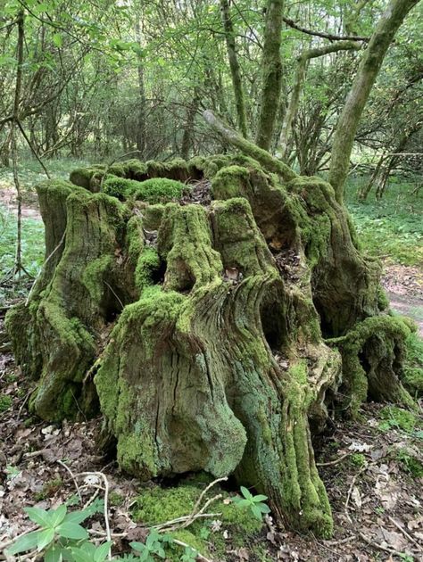 Mossy tree stump. Photo: Alison Wallis. Mossy Tree Stump, Tree Stump Photography, Mossy Stump, Nature Textiles, Mossy Log, Mossy Forest, Tree Of Life Artwork, Gnome Family, Mossy Tree