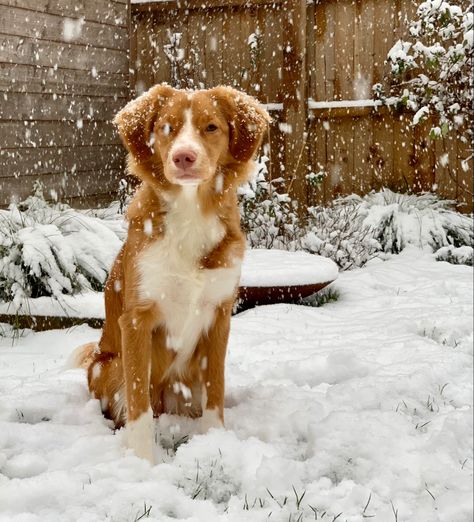 Duck Toller, Ducktoller Retriever, Cute Dogs Laptop Wallpaper, Golden Retriever Hd Wallpaper, Toller Dog, Cute Fluffy Dogs, Cute Teacup Puppies, Nova Scotia Duck Tolling Retriever, Cute Baby Puppies