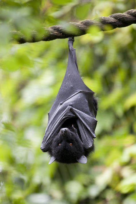 Fox Bat, Flying Fox, Bat Tattoo, Fruit Bat, Animal Study, Cute Bat, Upside Down, Beautiful Creatures, Animal Photography