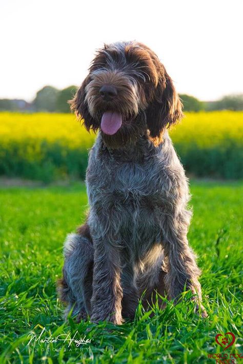 The Spinone Italiano is a medium-to-large Italian-bred dog breed whose main purpose was assisting hunters and hunting waterfowl. Today, most of these dogs are family pets and companions that absolutely love playing and all sorts of other activities. The Spinone has enough energy to keep up with the most active families out there and that is the type of life that suits them best. #spioneitaliano #spione Italian Spinone Puppy, Italian Dog Breeds, Spinone Italiano Dogs, Dogs Types, Medium Dog Breeds, Italian Spinone, Spinone Italiano, Italian Dogs, Dog Types