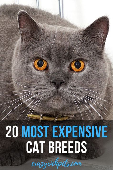 In case you were wondering what to buy, a new car or a luxurious cat, you must check the top 20 most expensive cat breeds on the market! Let us know which cat breed you like the most in the comments below! Most Expensive Cats Breeds, Expensive Cats Breeds, Ashera Cat, Exotic Cat Breeds, Fluffy Cat Breeds, Best Cat Breeds, Buy A New Car, Kitty Play, Rare Cat Breeds