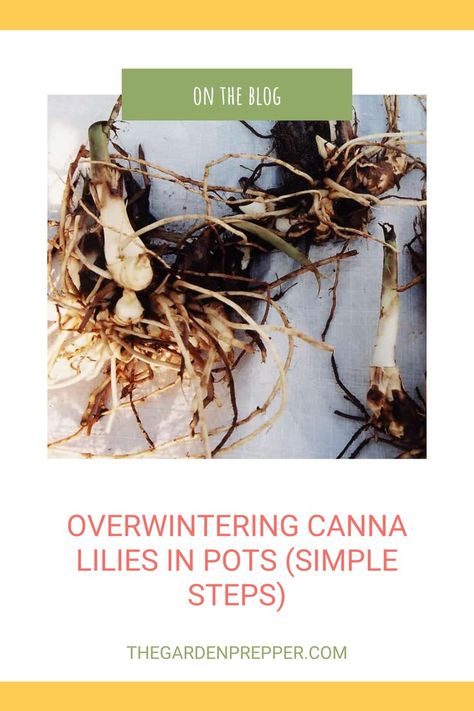 overwintering canna lilies in pots Canna Bulbs, Canna Lilies, Canna Lily, Overwintering, Garden Bulbs, Bulb Flowers, Growing Flowers, Grapevine Wreath, Grape Vines