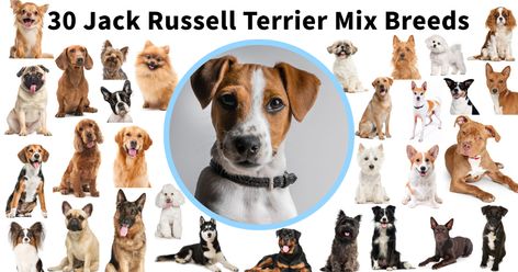 Jack Russell Terrier Mixes [30 JRT Mixed Breeds w/ Pictures] Jack Russell Mixed Breeds, Jack Russell Terrier Mix Dogs, Best Family Dogs, Terrier Mix Breeds, English Terrier, W Pictures, Jack Russell Mix, Rat Terrier Dogs, Jack Russell Terrier Mix