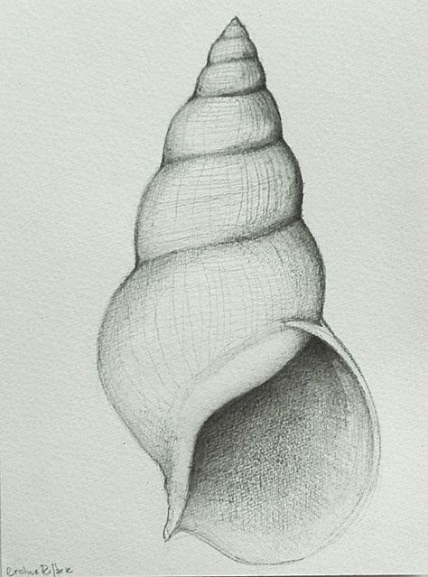 Easy Pencil Drawings, Shell Drawing, Learn To Sketch, Beauty Drawings, Object Drawing, 강아지 그림, Art Sketches Pencil, Pencil Drawings Easy, Art Drawings Sketches Pencil