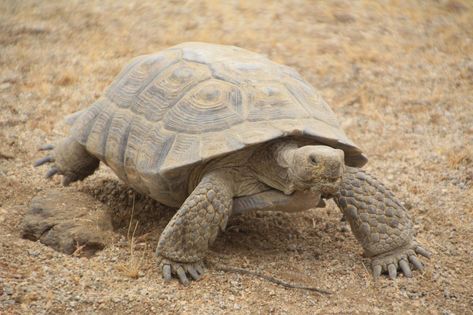 Tortoise Habitat, Desert Tortoise, Galapagos Tortoise, Giant Tortoise, Desert Animals, Mojave Desert, San Gabriel, Sonoran Desert, Galapagos Islands