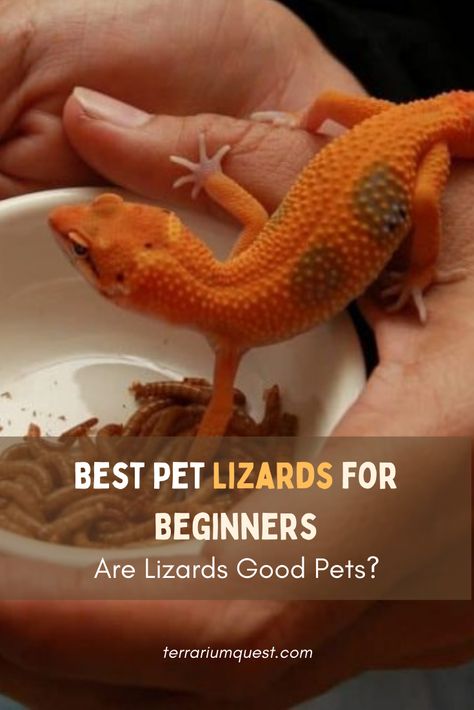 Lizard lovers: here is our pick on the best pet lizards for beginners. What makes them easy to care for? What are their basic needs? Find out more in this guide! Geico Lizard, Star Wars Boys Room, Best Small Pets, Classroom Pets, Pet Lizards, Land Animals, Best Starters, Monitor Lizard, Easy Pets