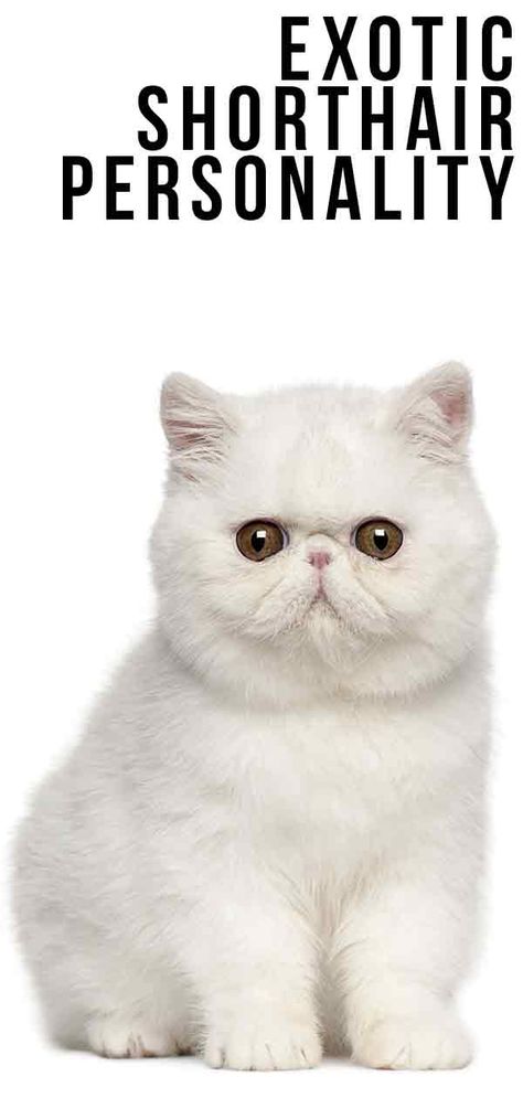 Cat Meowing, Kitten Breeds, Images Cartoon, Cat Wallpapers, Exotic Shorthair Cat, Wallpapers Pictures, Cat Images, Exotic Shorthair, Exotic Cats