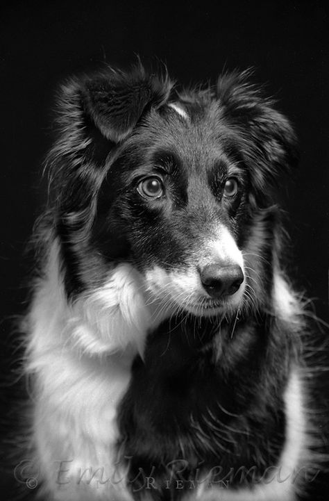 black and white border collie | Best Friend Photography by Emily ... Animal Black And White Photography, Black And White Photos Animals, Animal Photography Black And White, Border Collie Reference, Border Collie Puppy Aesthetic, Border Collie Tattoo, Black Dogs Aesthetic, Collie Photography, Aesthetic Border Collie