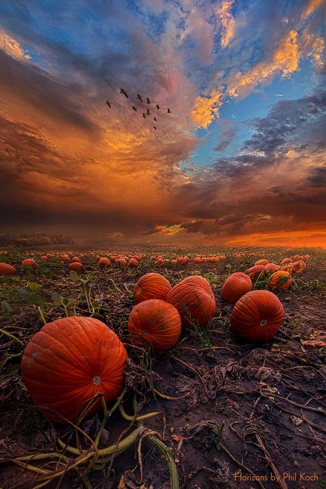 Photos Black And White, The Great Pumpkin, Great Pumpkin, Pumpkin Farm, Autumn Scenes, Pumpkin Art, Autumn Scenery, Autumn Beauty, Fall Pictures