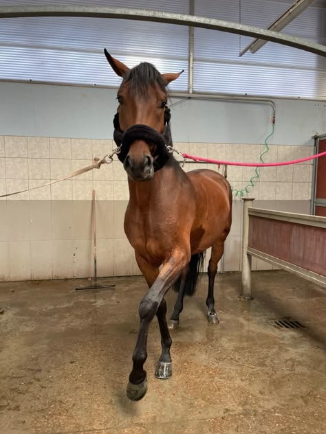 Bay Horse Aesthetic, Dressage Photography, Bay Thoroughbred, Horseback Riding Outfit, Riding Outfit Equestrian, Aesthetic Equestrian, Life In Spain, Bay Horses, Spain Valencia