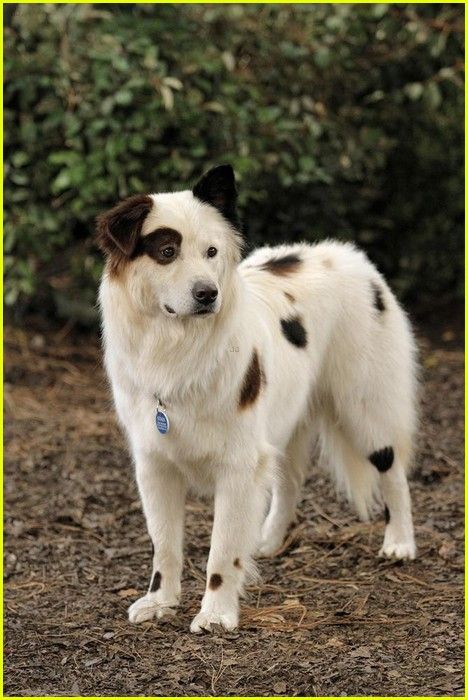 Stan (Mick) from "Dog With a Blog." He is sooo cute. That face! Especially for The Bean. Dog Breeds That Dont Shed, Family Dogs Breeds, Francesca Capaldi, G Hannelius, Dog With A Blog, Liv And Maddie, Disney Channel Shows, Disney Channel Stars, Disney Dogs