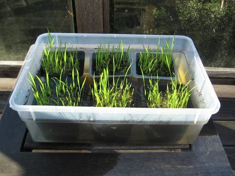 Here is a fun activity for kids who want to see and understand how rice is grown and produced. For this they don’t have to own an agricultural land and tile it or take a formal training in farming.… Growing Rice, Backyard Aquaponics, Fun Activity For Kids, Agricultural Land, Aquaponics System, Backyard Farming, Activity For Kids, Basmati Rice, Hobby Farms