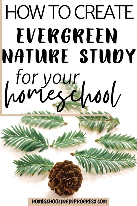 Evergreen Trees Preschool, Pinecone Unit Study, Pinecone Experiments For Kids, Tree Nature Study, Winter Nature Study, Pinecone Activities, Winter Nature Crafts, Tree Unit Study, Nature Schooling