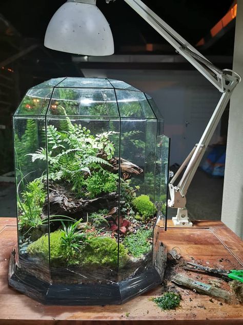 Forest Terrarium Ideas, Dollar Tree Terrarium Diy Projects, Large Terrarium Ideas, House Plants Safe For Cats, Closed Terrarium Ideas, Plant Ideas Indoor, Indoor Plant Hacks, Plants Safe For Cats, Glass Jar Diy