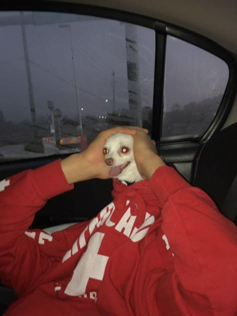 Psy Chihuahua, Weird Images, Funny Animal Photos, Funny Animal Jokes, 웃긴 사진, Silly Animals, Funny Profile Pictures, Funny Reaction Pictures, Animal Jokes