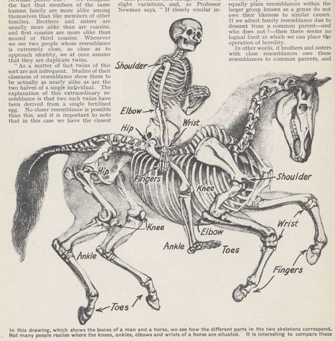 Horse Skeleton, Horse Skull, Skeleton Anatomy, Horse And Human, Animal Skeletons, Horse Anatomy, Human Skeleton, Animal Study, Horse Drawing