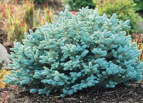 Globe Blue Spruce, Small Evergreen Shrubs, Picea Pungens, Low Maintenance Shrubs, Front Landscaping, Garden Shrubs, Blue Spruce, Evergreen Shrubs, Landscaping Plants