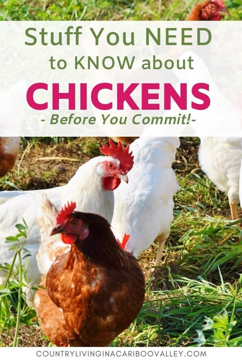 Urban Chicken Farming, Chicken Tips, Best Egg Laying Chickens, Egg Laying Chickens, Urban Chickens, Chicken Care, Backyard Chicken Farming, Chicken Health, Chicken Keeping