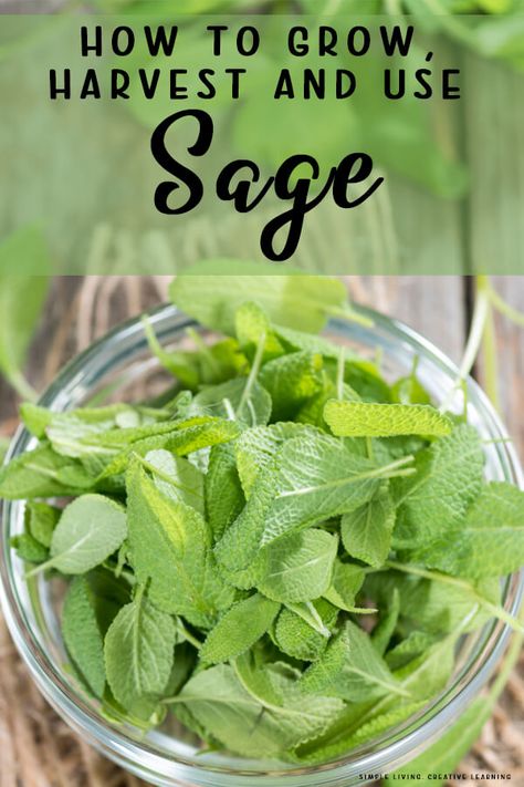 This versatile plant can easily be grown in your home garden; learn how to grow, harvest and use sage with these great tips. Earth Creature, Teas Recipes, Sage Tea, Sage Plant, Plant Tips, Purple Sage, Blue And Purple Flowers, Perennial Herbs, Sage Leaves