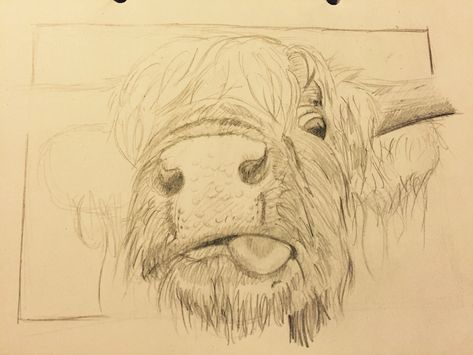 High Land Cow Drawing, Hyland Cow Drawing, Highland Cow Drawings, Highland Cow Sketch Easy, Highland Cow Art Drawings, Highland Cow Pencil Drawing, How To Draw A Highland Cow, Highland Cow Sketch, Cow Pencil Sketch