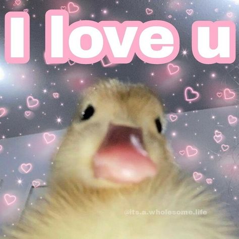 Wholesome Duck Memes
cute duck Duck Memes, Memes Cute, Cute Duck, Bluetooth Remote, Long Distance, Remote Control, Memes